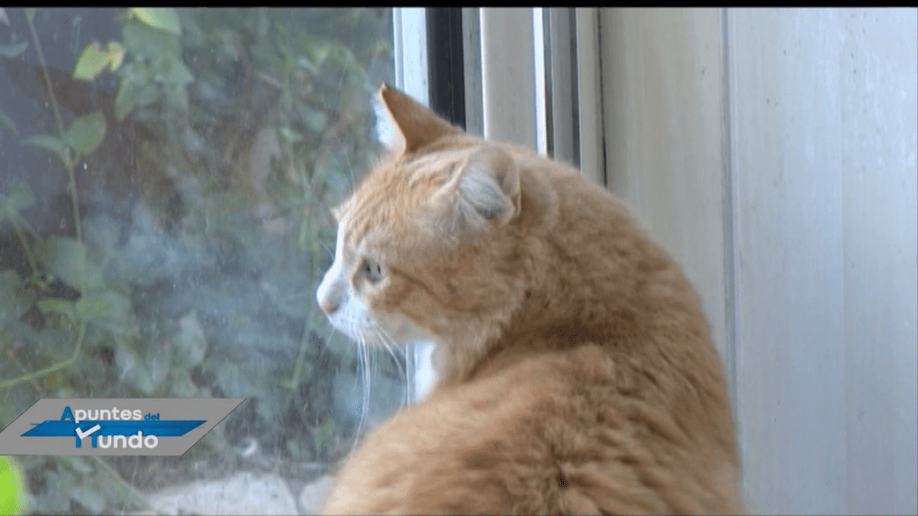 VIDEO: Este gato no puede salir de su casa por orden de un&nbsp;juez