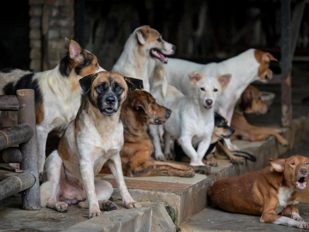 VIDEO: Yakarta prohibió la carne de perro, no todos están de&nbsp;acuerdo