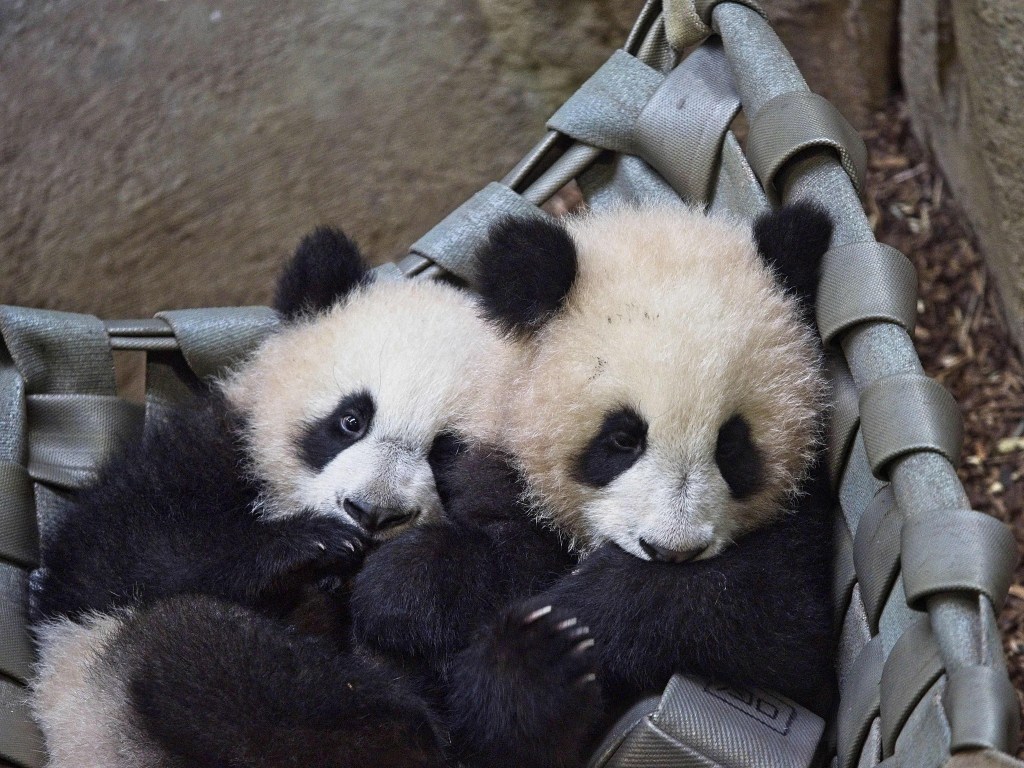 VIDEO: ¡Regresaron a China! Dos pandas tuvieron que irse de Francia de forma&nbsp;anticipada