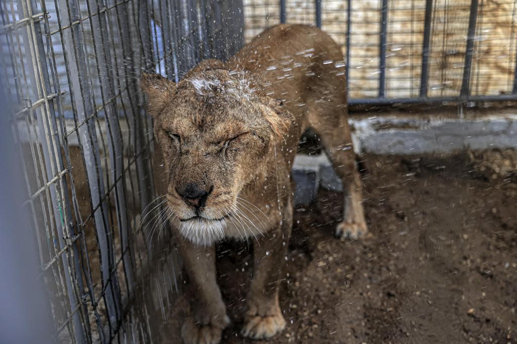 VIDEO: El zoológico de Gaza enfrenta problemas tras la&nbsp;guerra