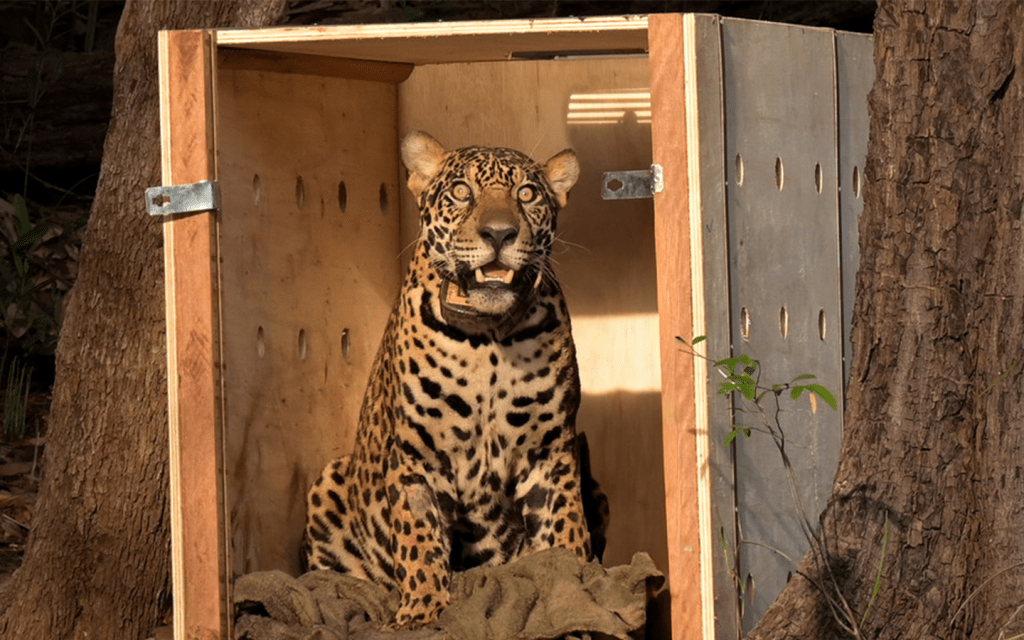 VIDEO: Jaguar regresa a la naturaleza en&nbsp;Brasil