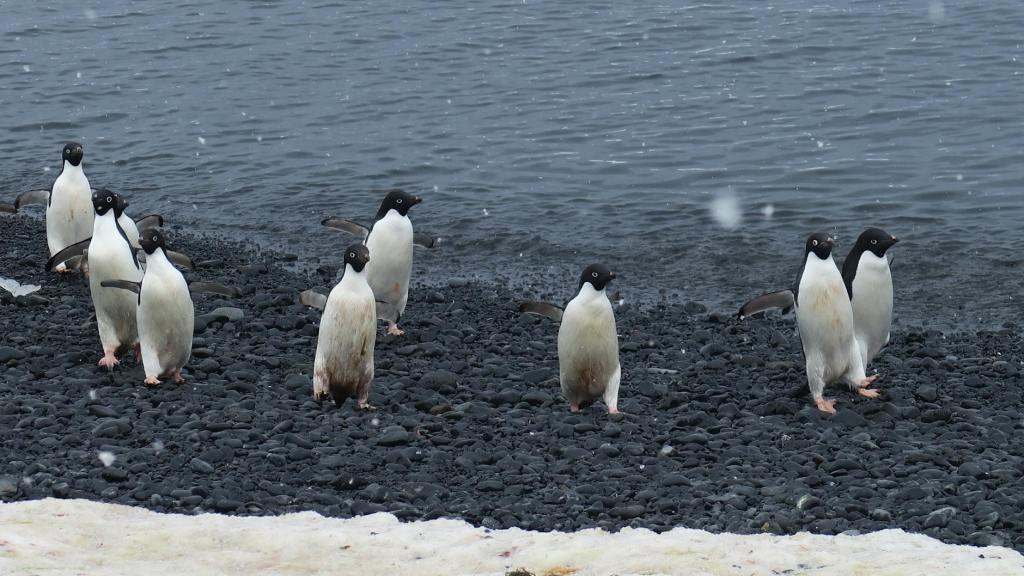 VIDEO: Pingüinos cambian por la crisis&nbsp;climática