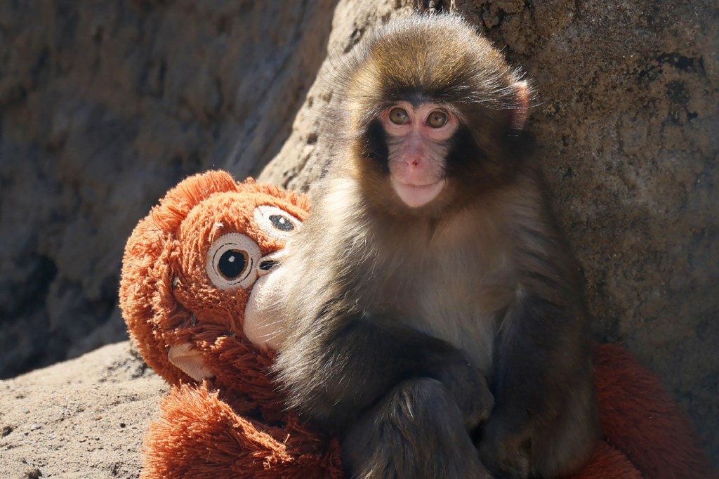 VIDEO: «Punch» se adapta en zoo de&nbsp;Japón