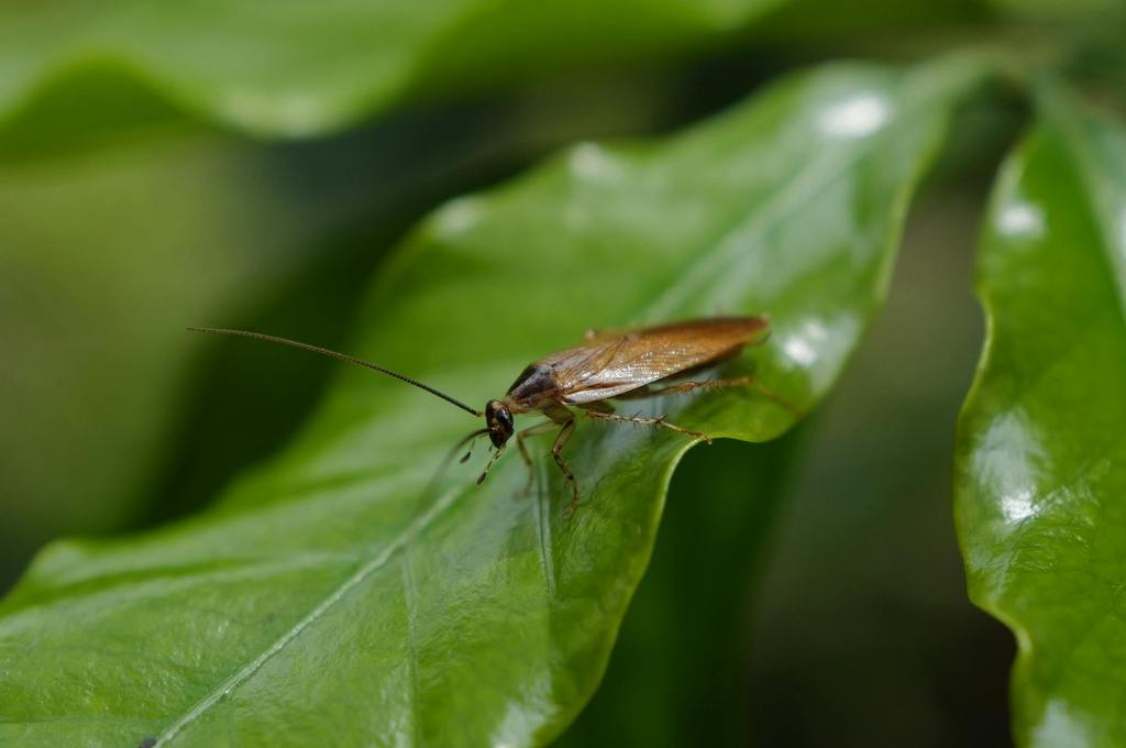 VIDEO: La historia del «Lord Cucarachas» y su fascinación por estos&nbsp;insectos