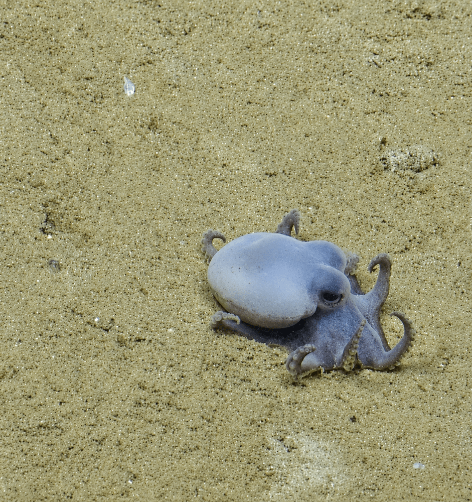 VIDEO: El nuevo pulpo descubierto en las&nbsp;Galápagos