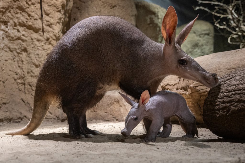 VIDEO: Bienvenida a cría de cerdo&nbsp;hormiguero