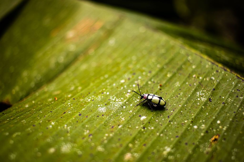 VIDEO: Identifican nuevas especies de insectos en&nbsp;Ecuador